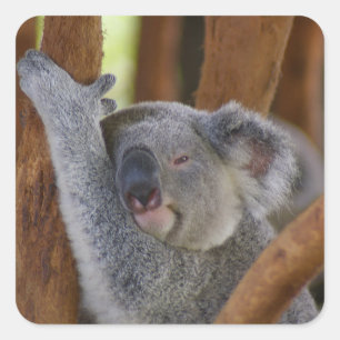 So Sweet Koala Bear Sticker