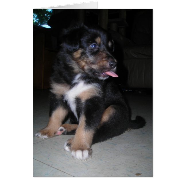 So There! Puppy raspberry (Front)