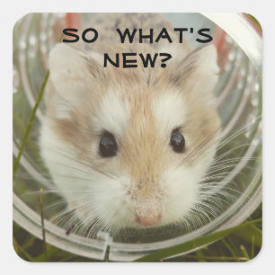 So What's New Hamster Square Sticker
