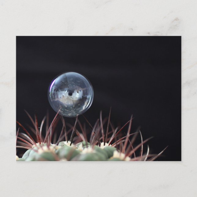 Soap bubble on a cactus postcard (Front)