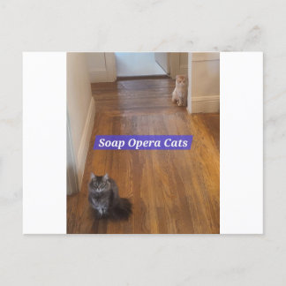 Soap Opera Cats Postcard