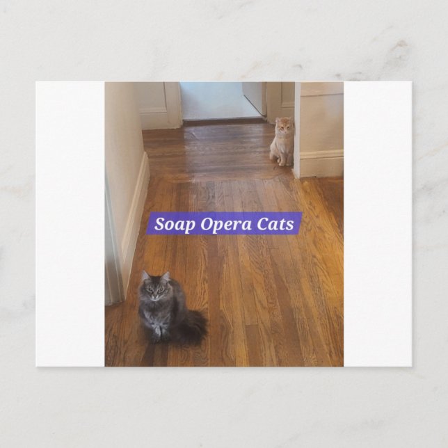 Soap Opera Cats Postcard (Front)