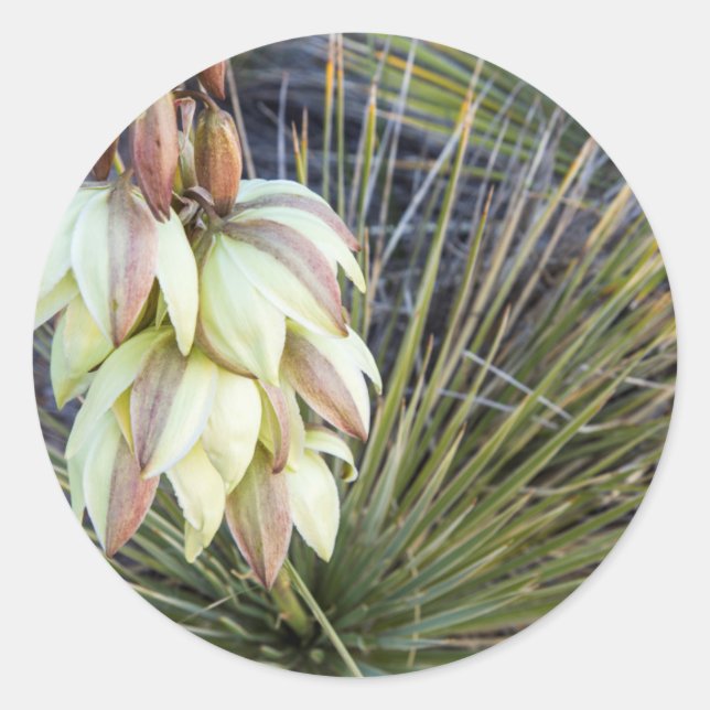 Soaptree Yucca Flowers In The Upper Missouri Classic Round Sticker (Front)