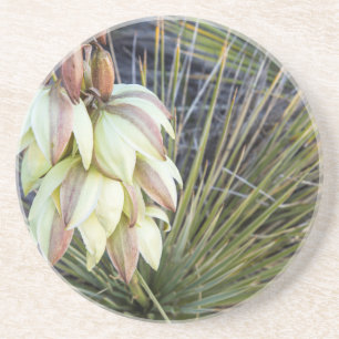 Soaptree Yucca Flowers In The Upper Missouri Coaster