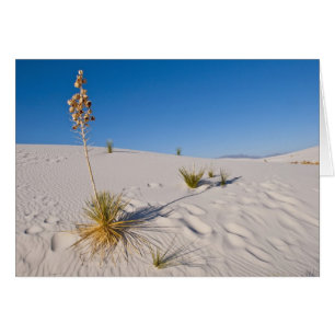Soaptree Yucca, long Shadow, Transverse Dunes