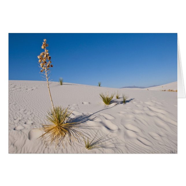 Soaptree Yucca, long Shadow, Transverse Dunes (Front Horizontal)