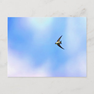 Soar Postcard