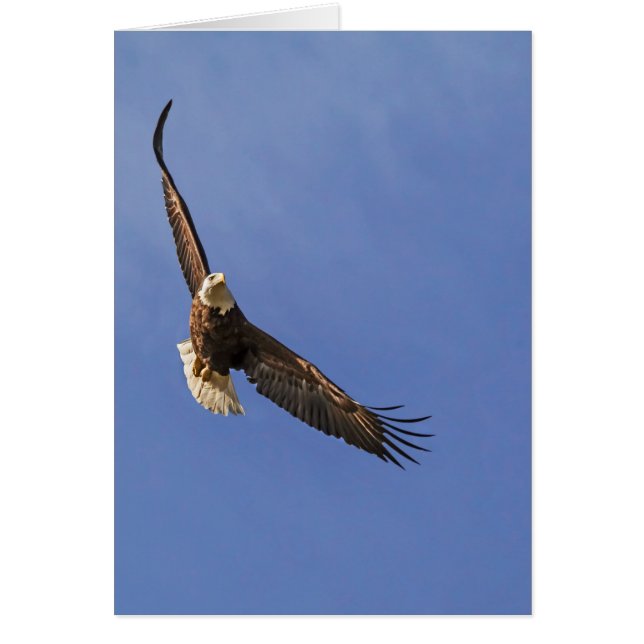 Soaring Bald Eagle (Front)
