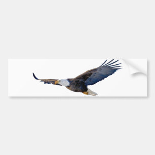 Soaring Bald Eagle Bumper Sticker