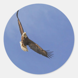 Soaring Bald Eagle Classic Round Sticker