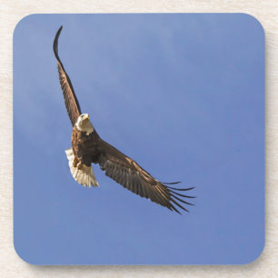 Soaring Bald Eagle Coaster