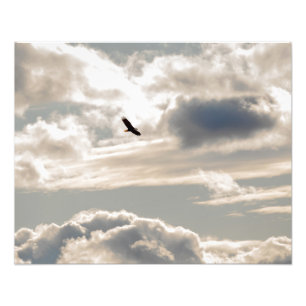 Soaring Bald Eagle Photo Print