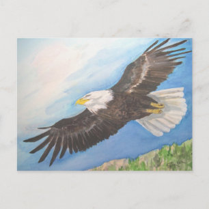 Soaring Bald Eagle Postcard