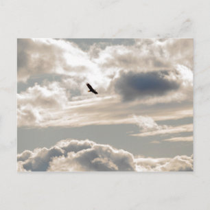 Soaring Bald Eagle Postcard