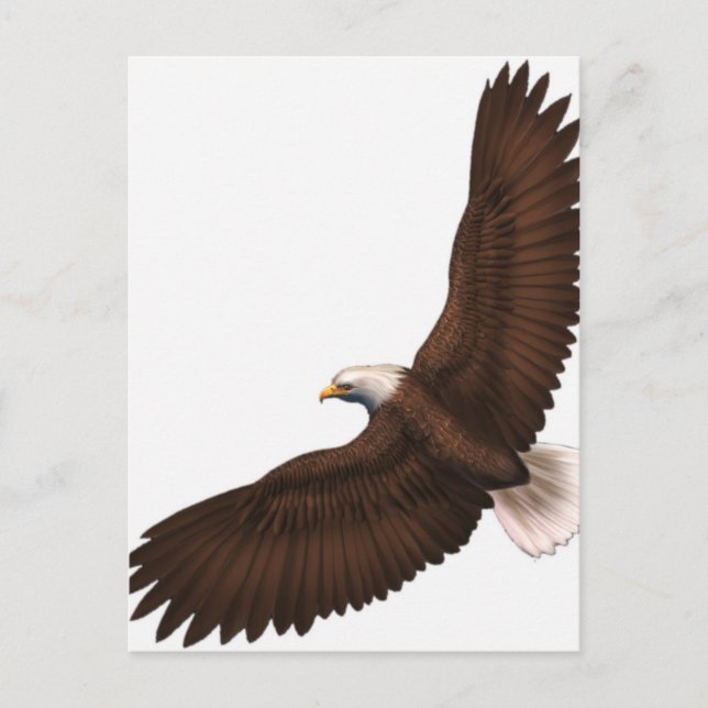 Soaring Bald Eagle Postcard (Front)