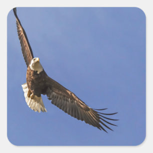 Soaring Bald Eagle Square Sticker