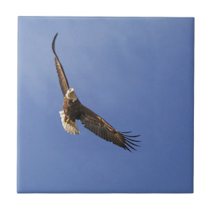 Soaring Bald Eagle Tile