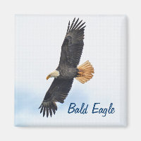 Soaring Bald Eagle Wildife Photo Art