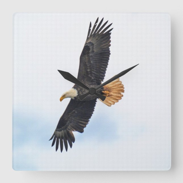Soaring Bald Eagle Wildife Photo Art Square Wall Clock (Front)