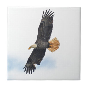 Soaring Bald Eagle Wildife Photo Art Tile