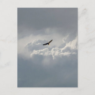 Soaring Eagle Postcard
