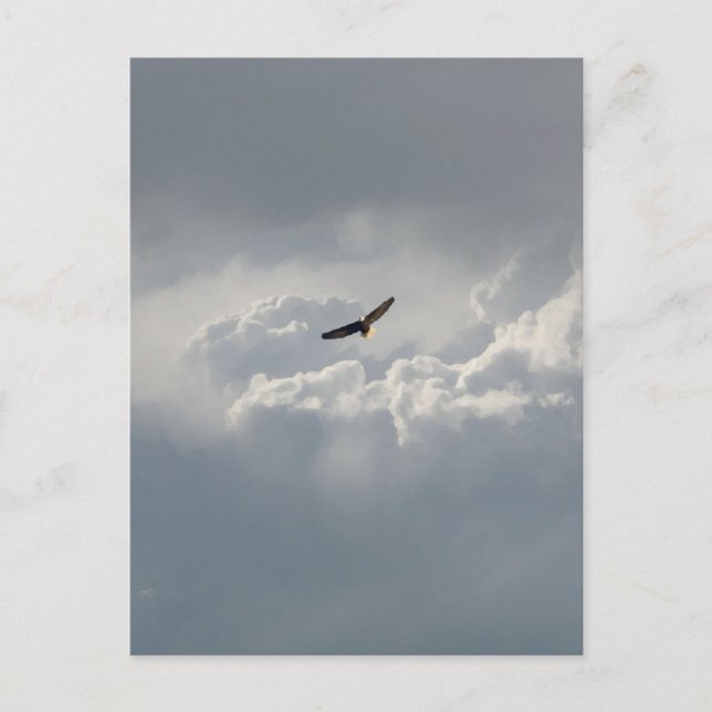 Soaring Eagle Postcard (Front)