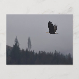 soaring eagle postcard