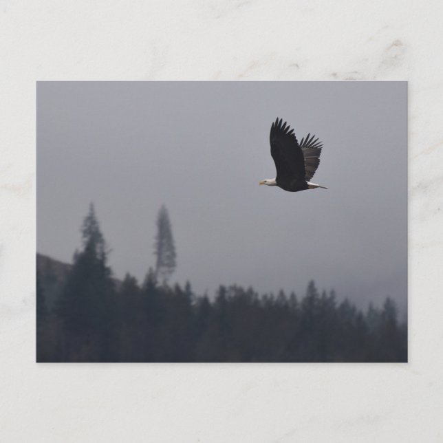 soaring eagle postcard (Front)