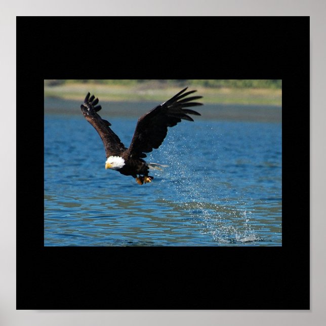 Soaring Eagle Poster (Front)