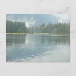 Soaring Free Postcard