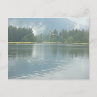 Soaring Free Postcard