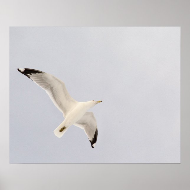 Soaring Gull Poster (Front)