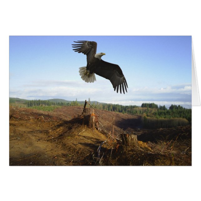 Soaring High (Front Horizontal)