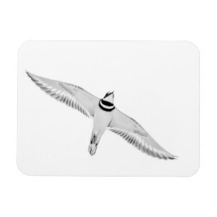 Soaring Killdeer Magnet