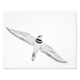 Soaring Killdeer Photo Print