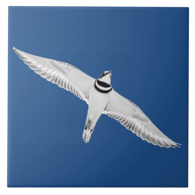Soaring Killdeer Tile (Front)