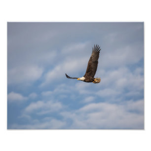 Soaring Photo Print