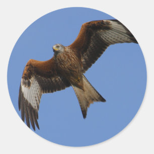 Soaring Red Kite Classic Round Sticker