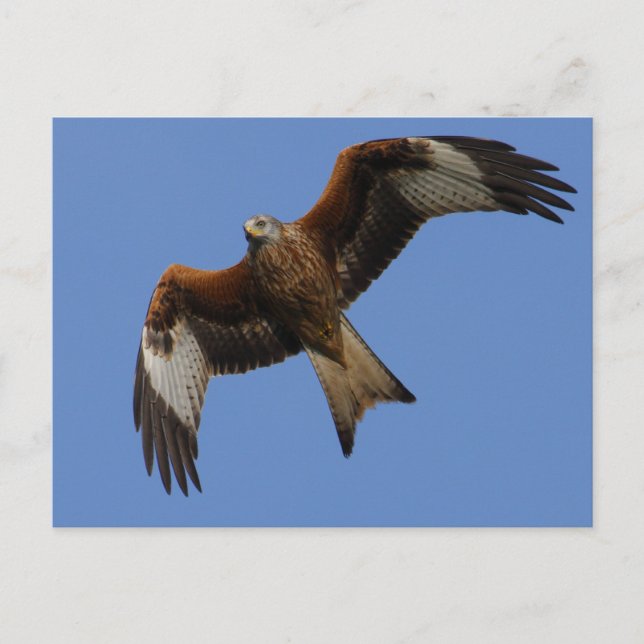 Soaring Red Kite Postcard (Front)