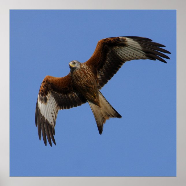 Soaring Red Kite Print (Front)