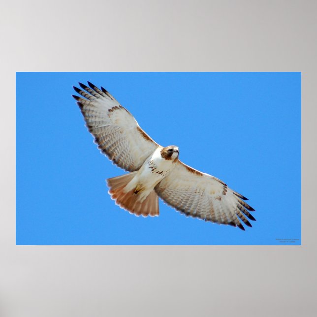 Soaring Red-Tailed Hawk Poster (Front)