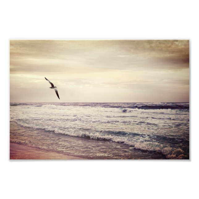 Soaring Seagull at Miramar Beach Florida Photo Print (Front)