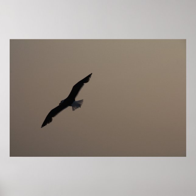 Soaring Seagull Poster (Front)