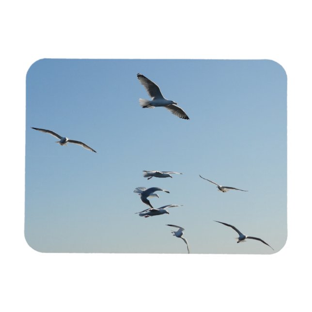 Soaring Seagulls Flying With Blue Sky Relaxing  Magnet (Horizontal)