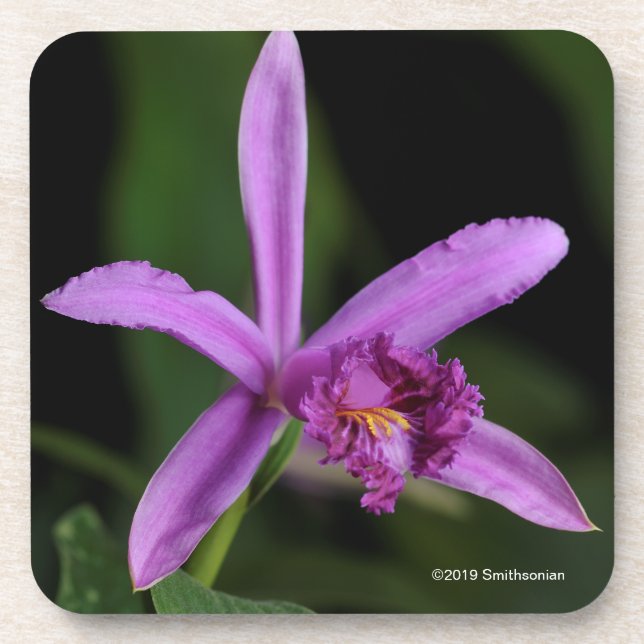 Sobralia Bouchei Coaster (Front)