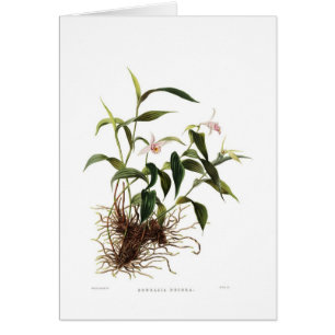 Sobralia decora