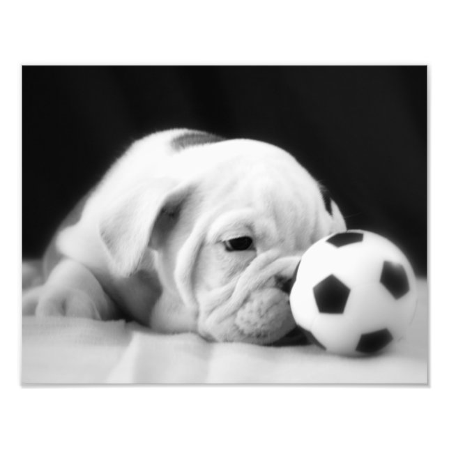 "Soccer Ball Nose" English Bulldog Puppy Photo Print (Front)