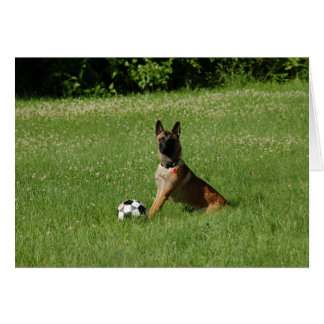 Soccer Malinois