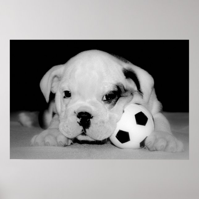 "Soccer Puppy" English Bulldog Poster (Front)