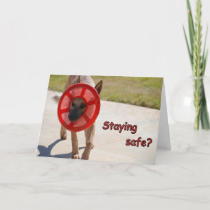 Social Distancing Dog Card